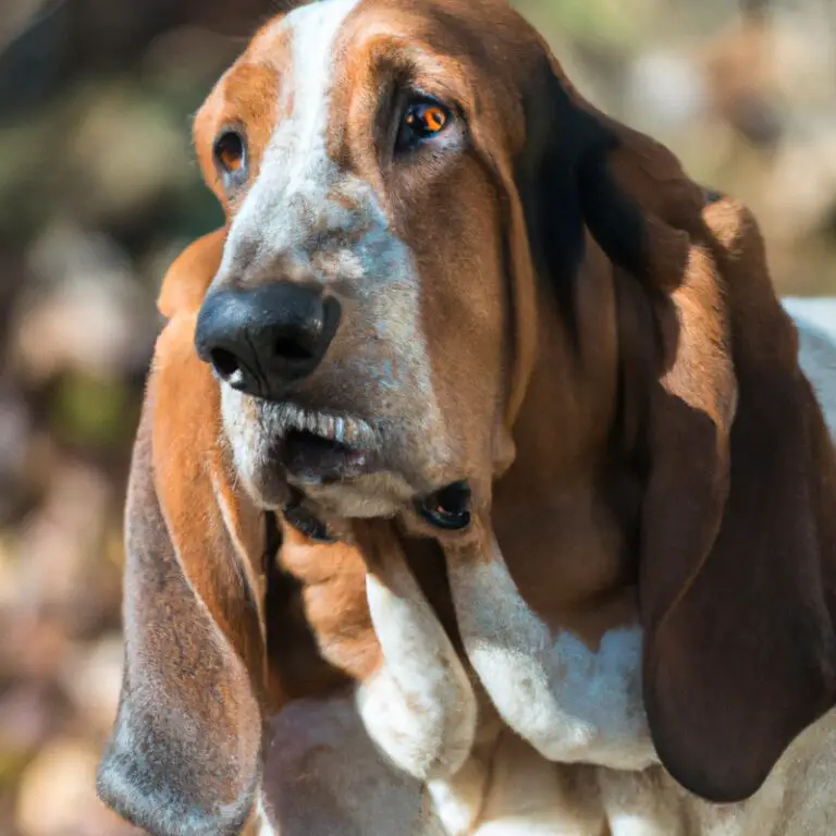 What Are The Mental Stimulation Requirements For Basset Hounds?