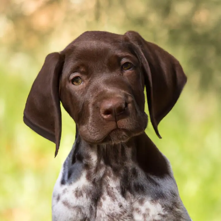 What Are The Best Mentally Stimulating Toys For German Shorthaired Pointers During Travel?