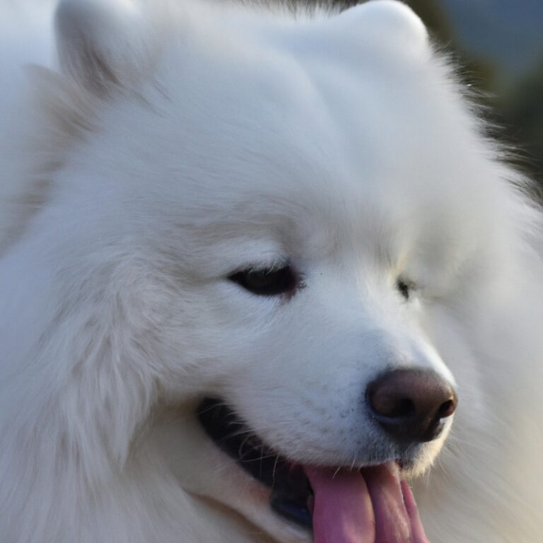 Can Samoyeds Be Trained To Do Tricks?