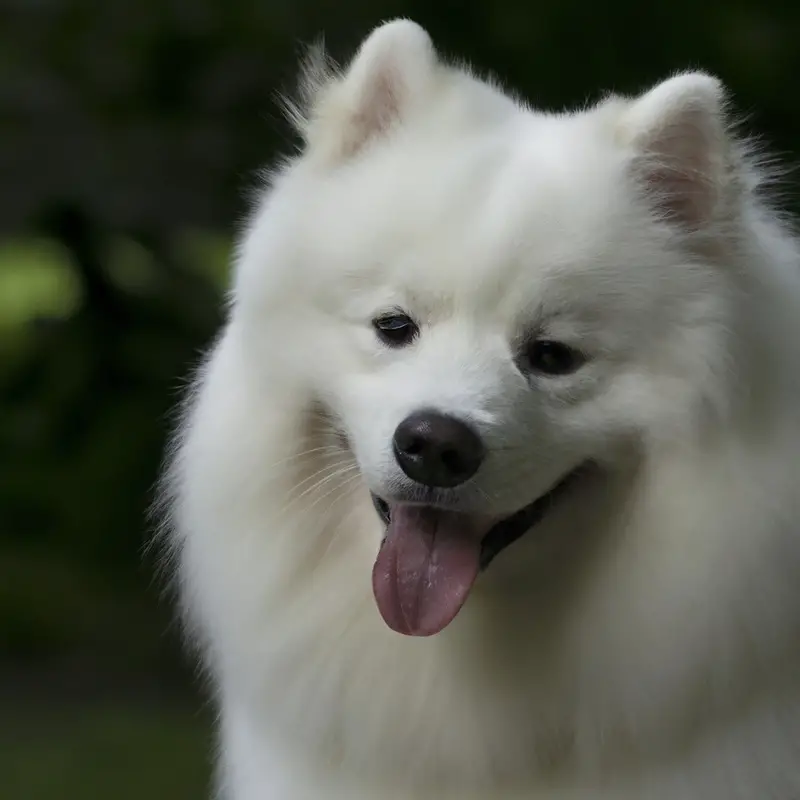 Playful Samoyed in living room.