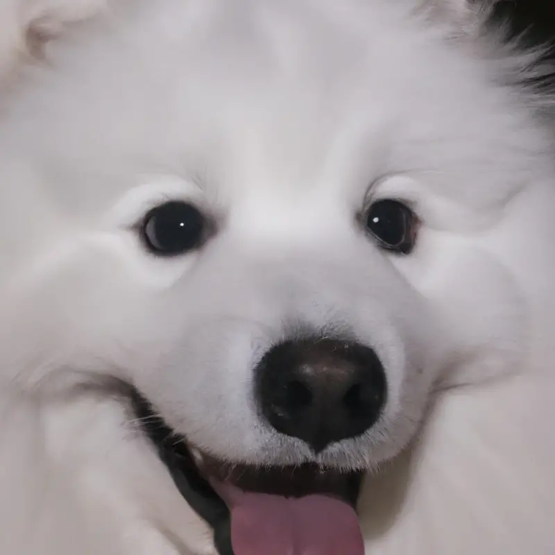 Playful Samoyed puppy with chewed shoe.