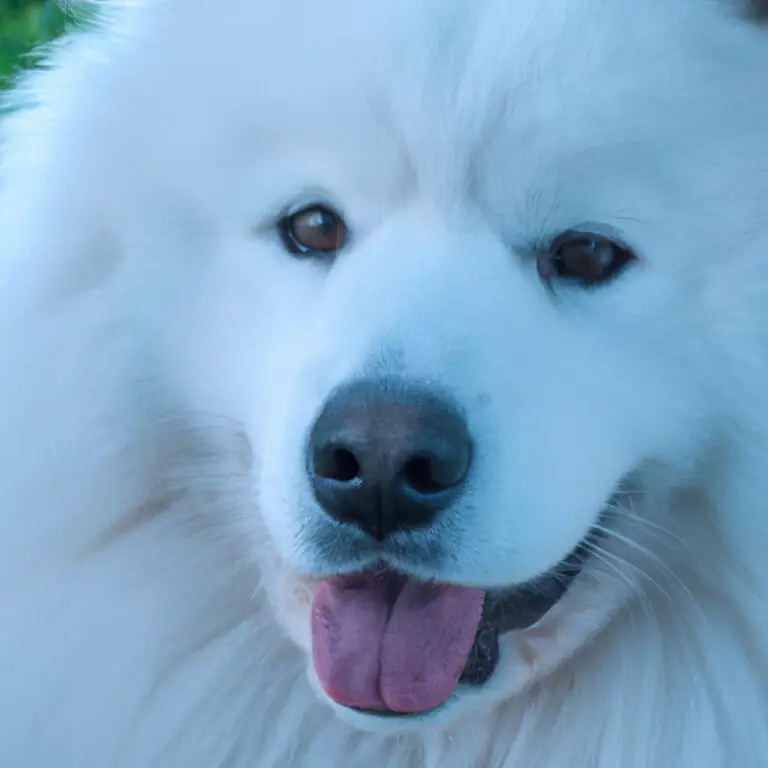 How To Identify a Purebred Samoyed?