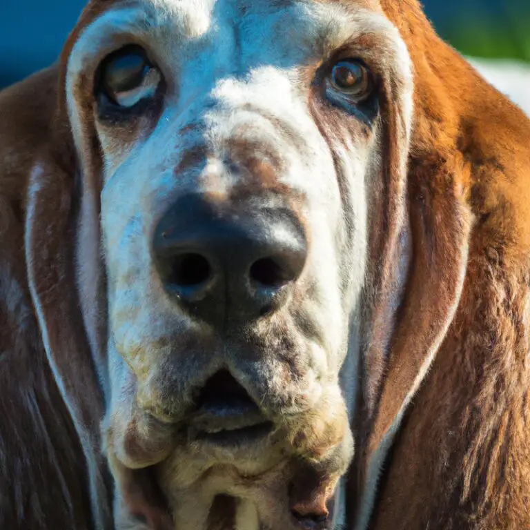 How Do Basset Hounds Handle Hot Weather?