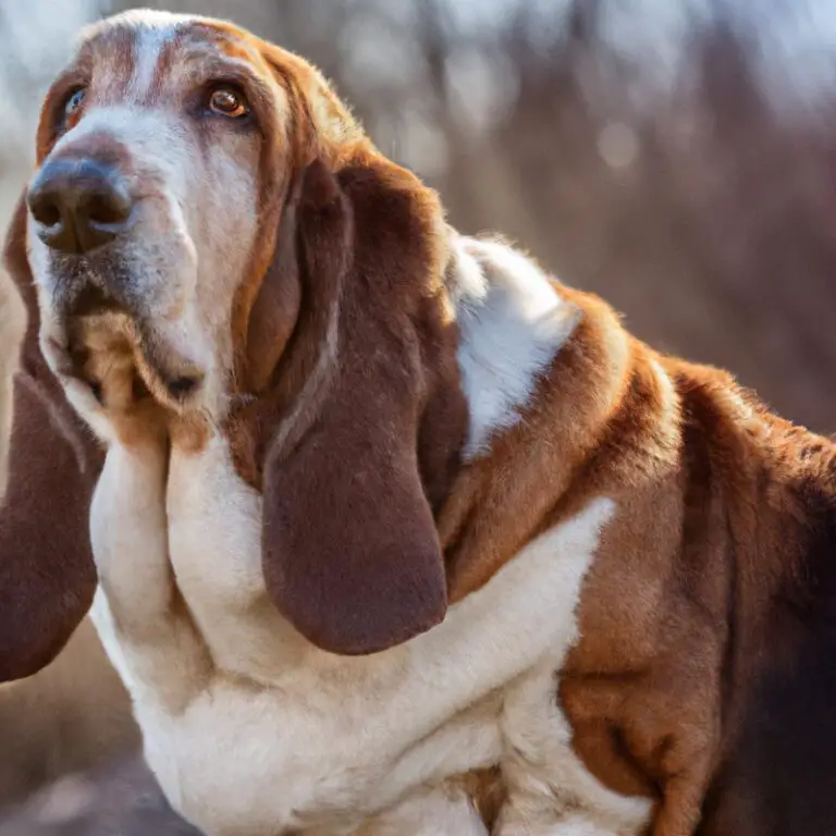 Can Basset Hounds Be Left Alone For Long Periods?