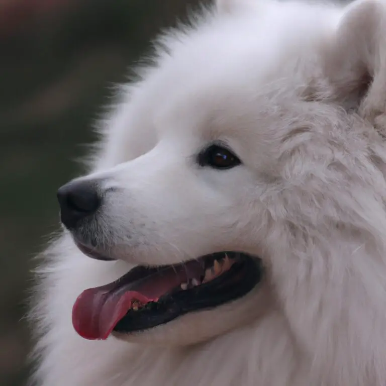 How To Handle Samoyed’s Fear Of Car Rides?