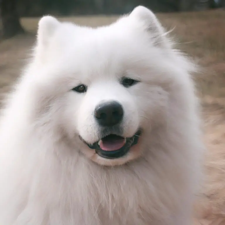 How To Choose a Reputable Samoyed Breeder?