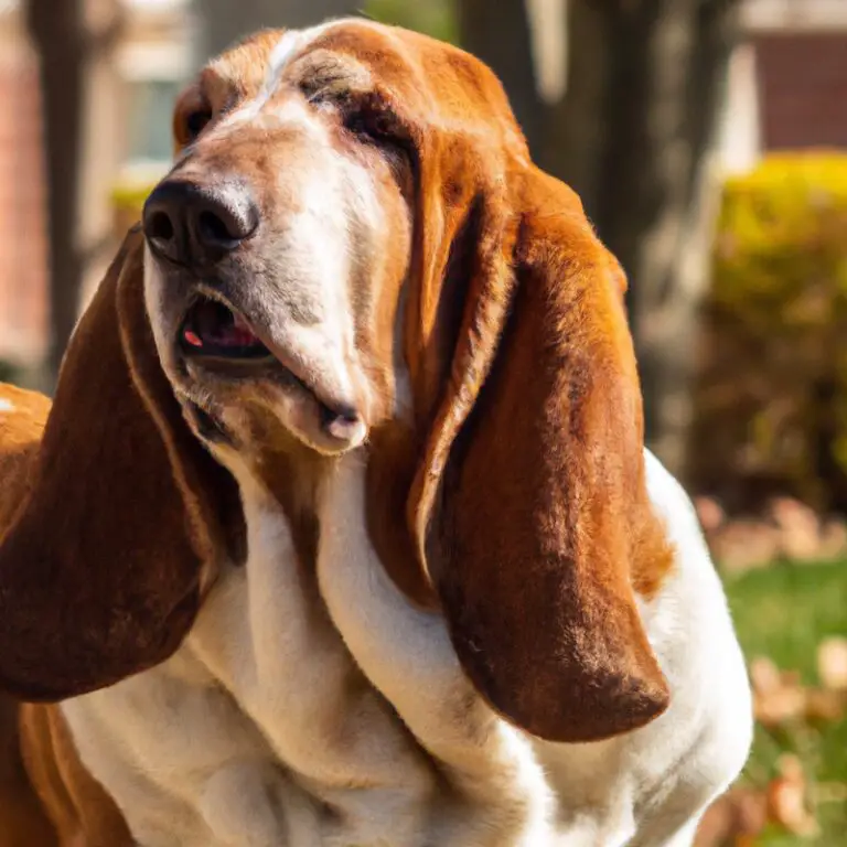 How Do Basset Hounds Handle Being Left Alone For a Sabbatical Year?
