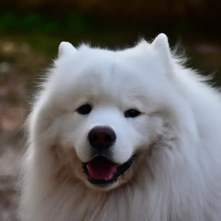 Can Samoyeds Be Trained For Competitive Agility?