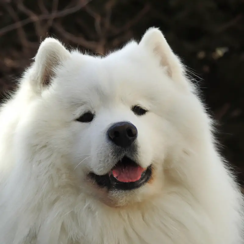 Samoyed Coat Colors: Snowy White, Creamy, Biscuit