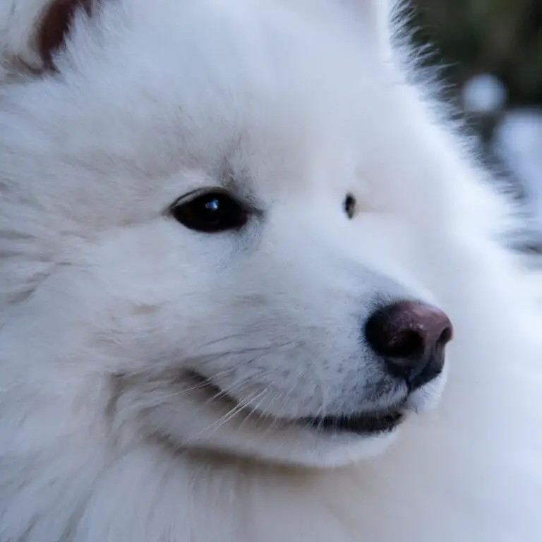 How To Deal With Samoyed Digging Behavior?