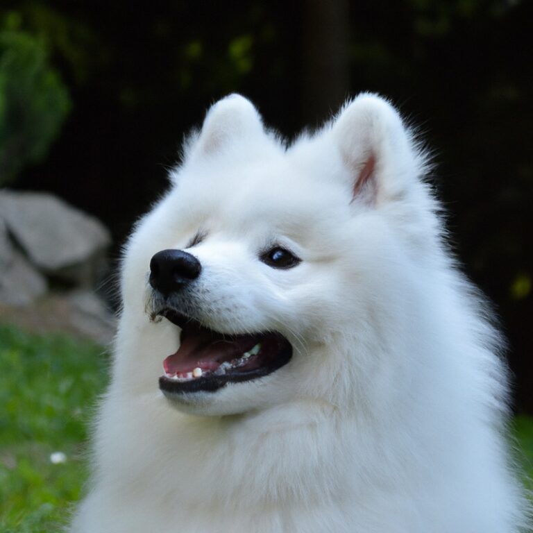 Can Samoyeds Be Left Alone For Long Periods?
