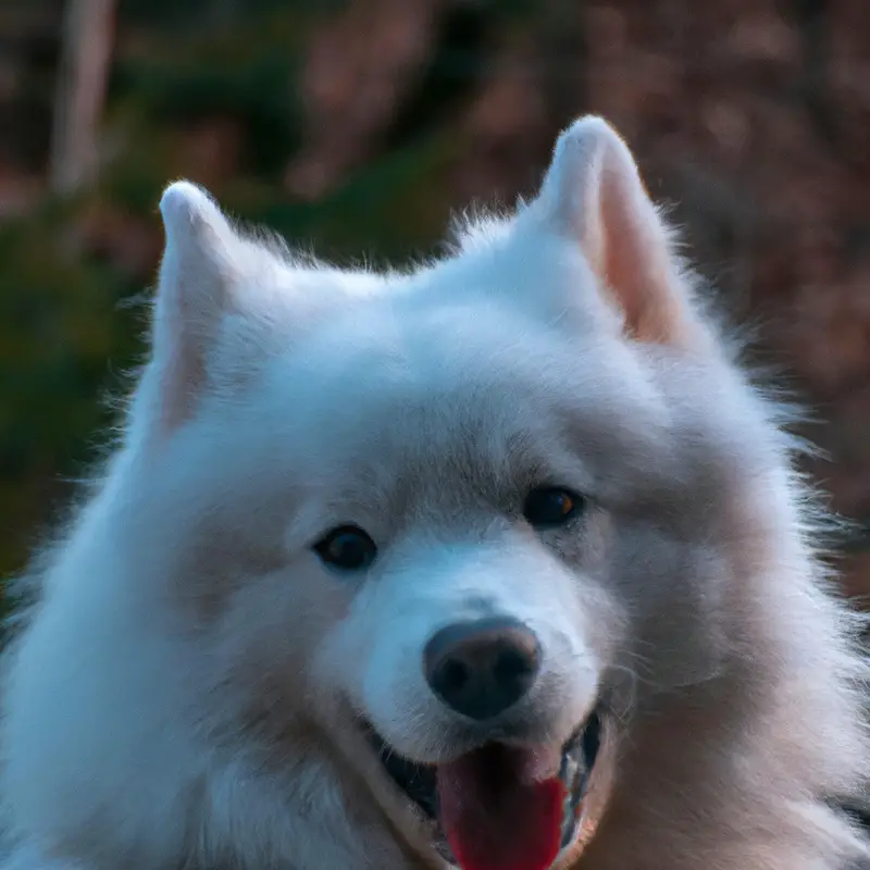 Samoyed Dog Exercise