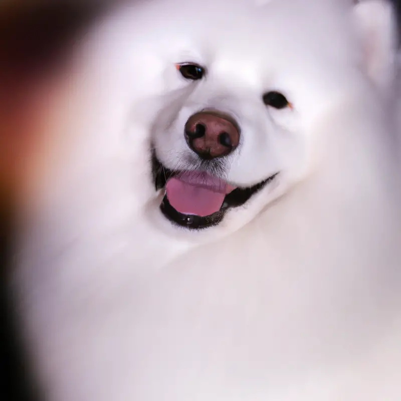 Samoyed Dog Lifespan: 12-14 years.