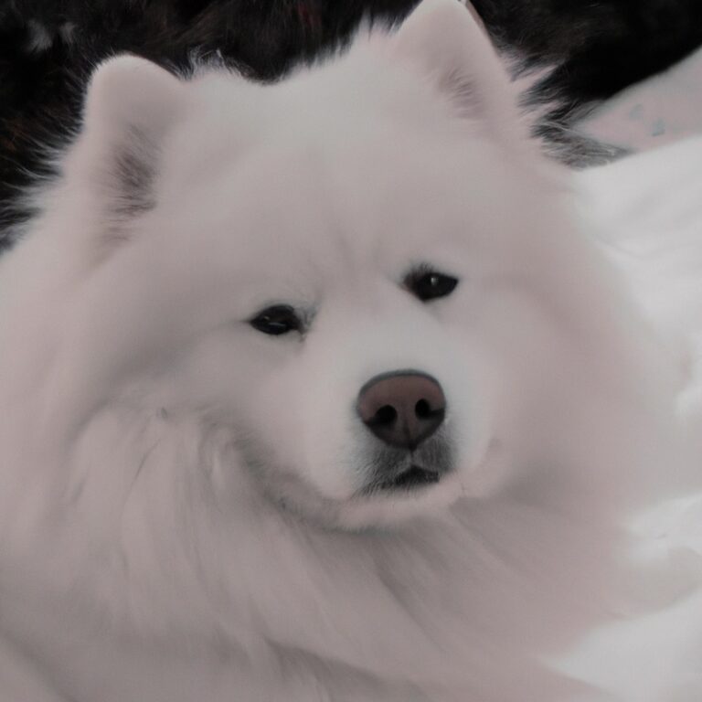 Are Samoyeds Prone To Separation Anxiety?