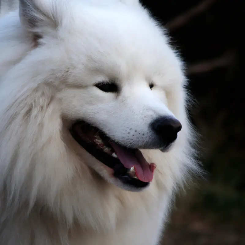 Samoyed Dog Smiling