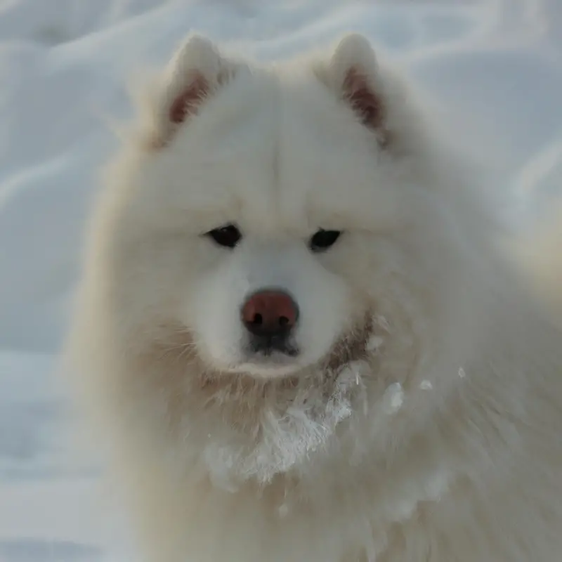 Samoyed Flyball Champion