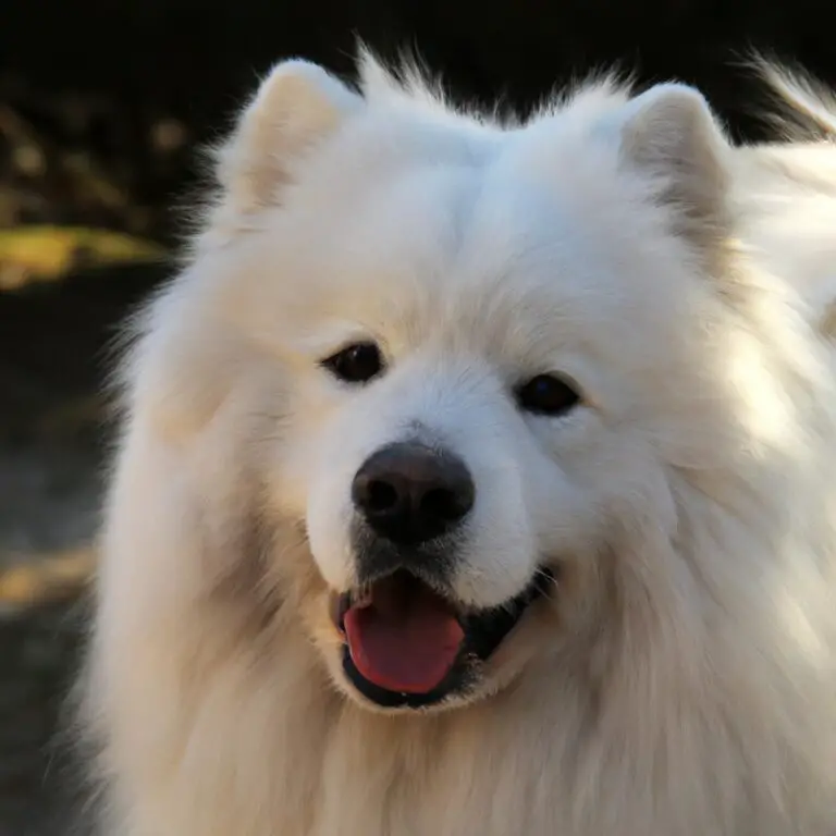 Can Samoyeds Be Trained For Herding Trials?