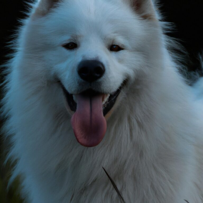 Popular Names For Your Samoyed – Let Your Fluffy Companion Stand Out!