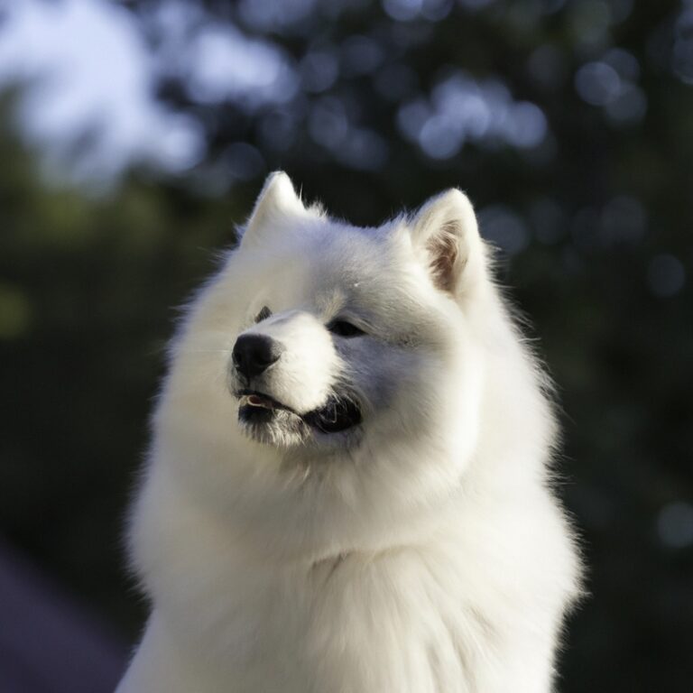 Can Samoyeds Be Trained For Protection Work?