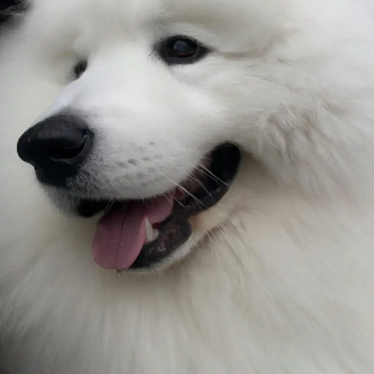 Can Samoyeds Be Trained For Search And Rescue Tasks?