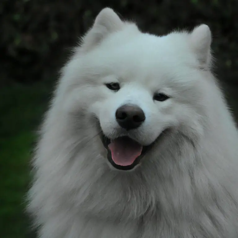 How To Introduce a Samoyed To a New Cat?