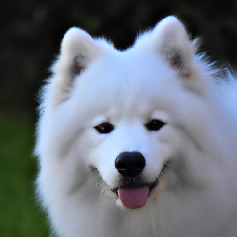 Are Samoyeds Good With Cats And Other Small Animals?