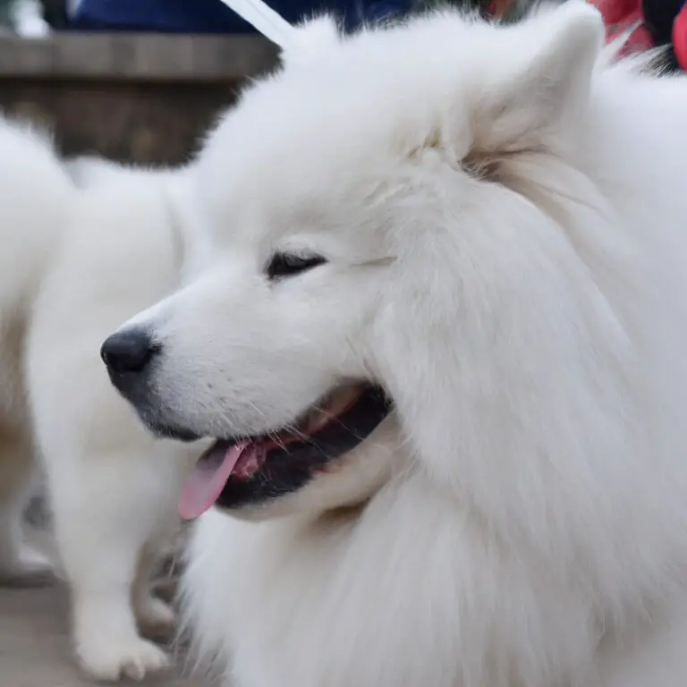 Are Samoyeds Good With Ferrets?