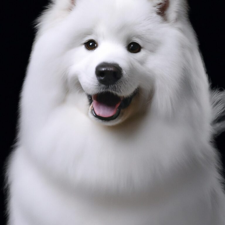 How To Introduce a Samoyed To a New Pet-Friendly Hotel?