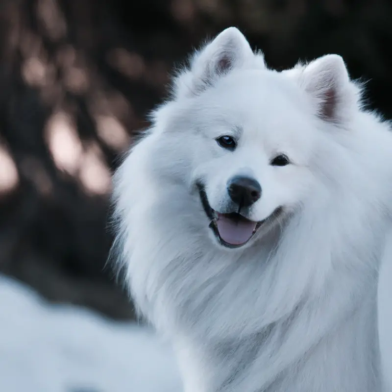 Samoyed barking