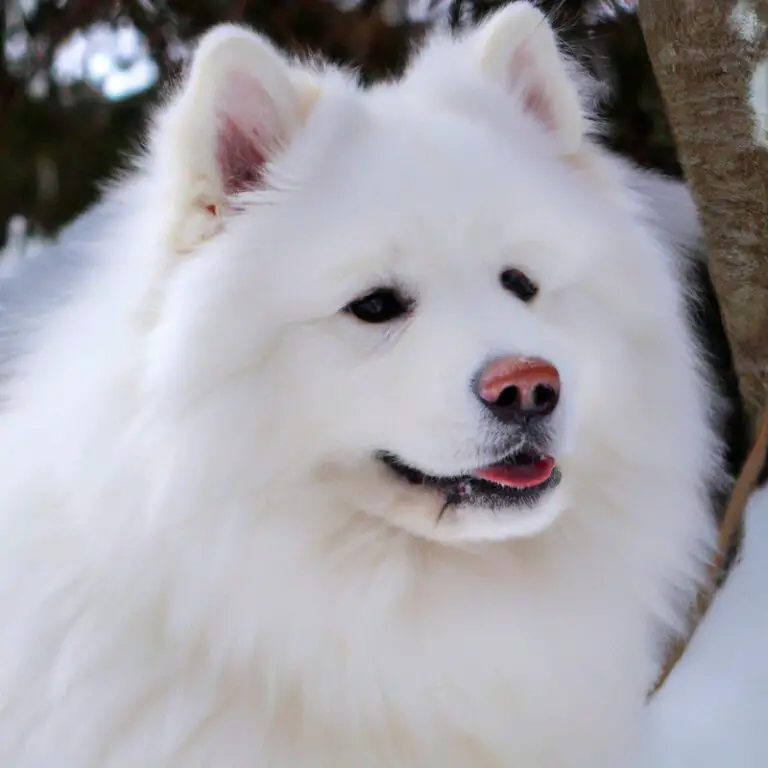 Can Samoyeds Be Trained For Carting?