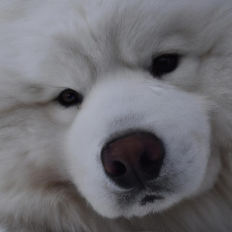 How To Choose The Right Size Of Crate For a Samoyed?