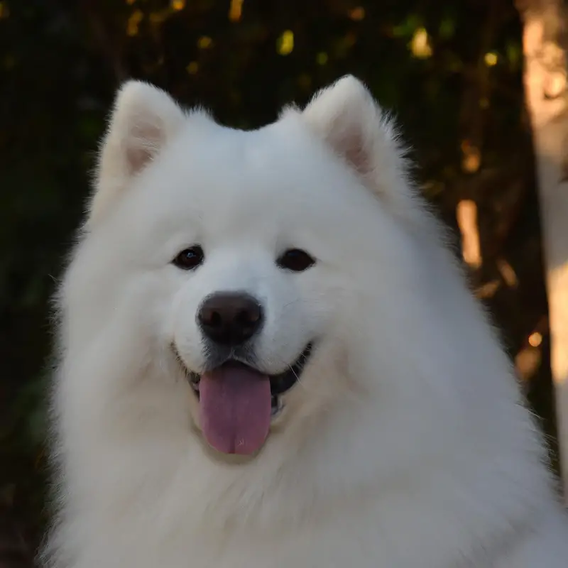 Samoyed diving champ.