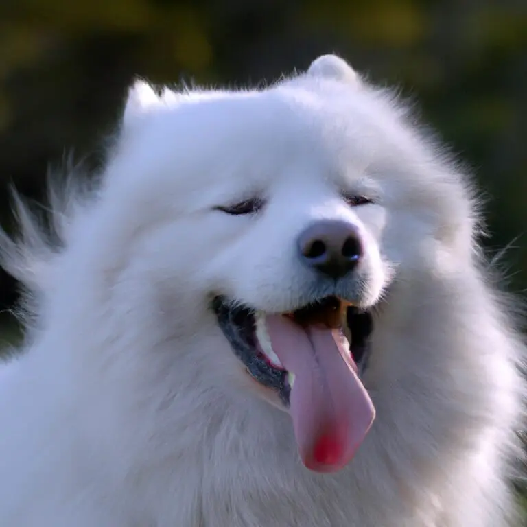 What Is The Origin Of The Samoyed Breed?