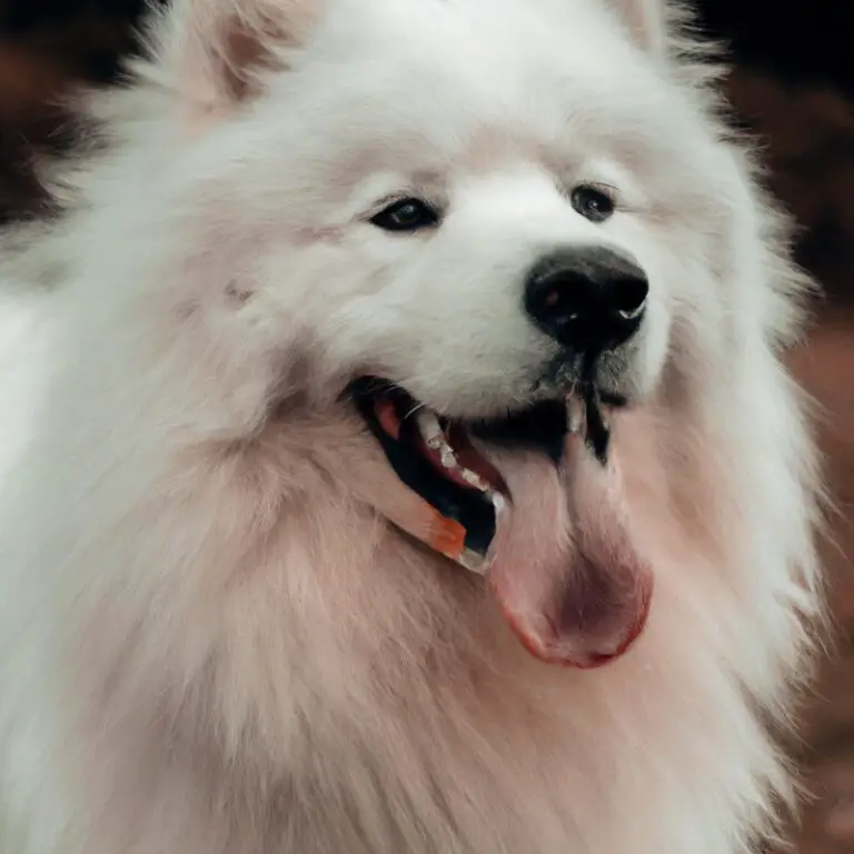 Common Samoyed Obedience Training Commands – Master Essential Skills for a Well-Behaved Companion