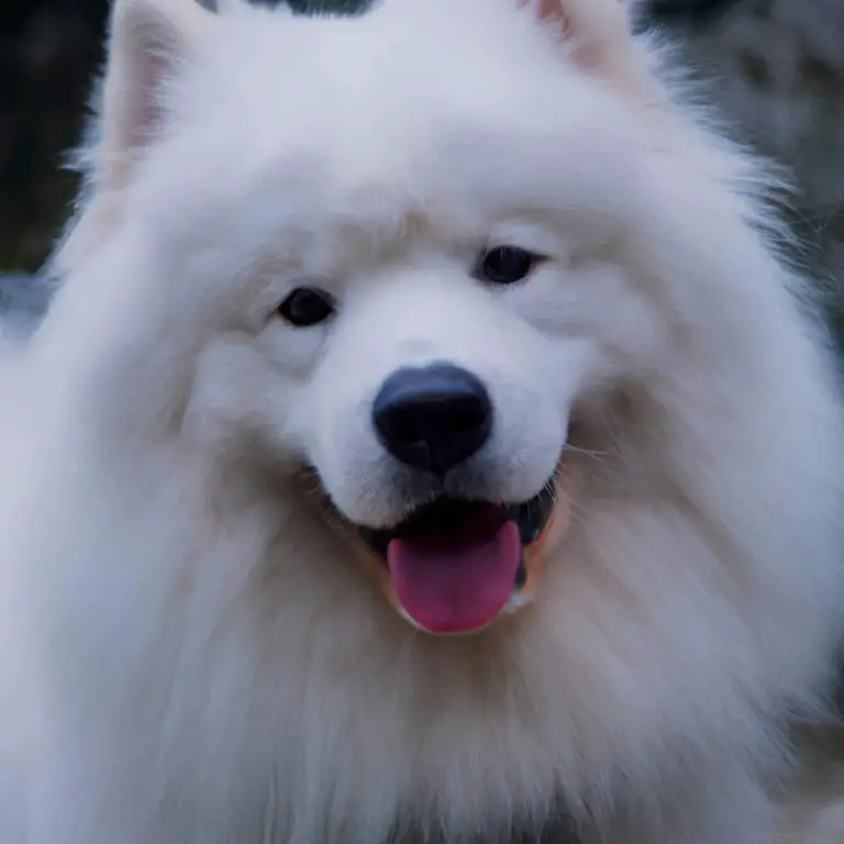How To Create a Balanced Diet For a Samoyed?