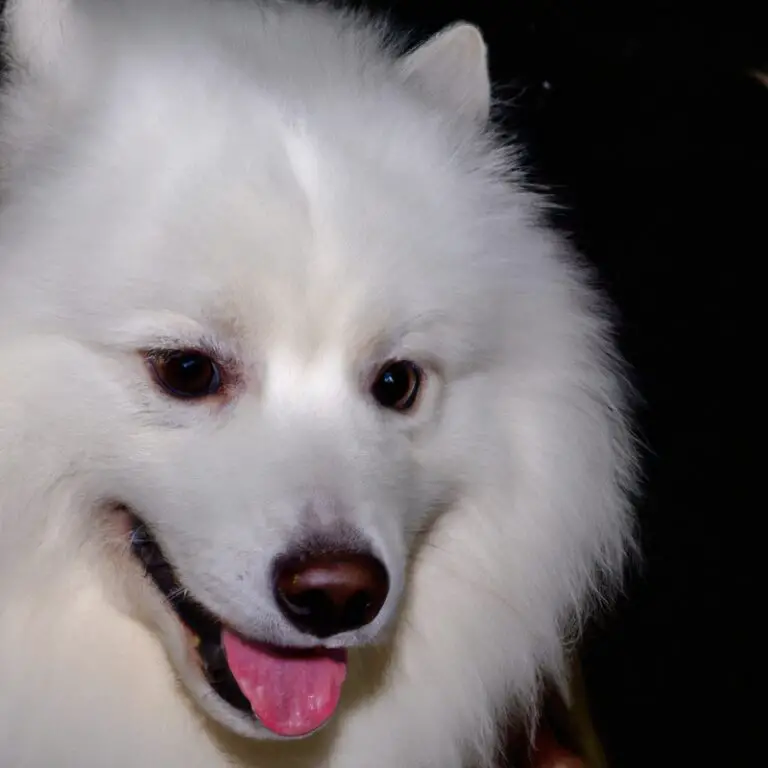 Can Samoyeds Be Taken On Camping Trips?