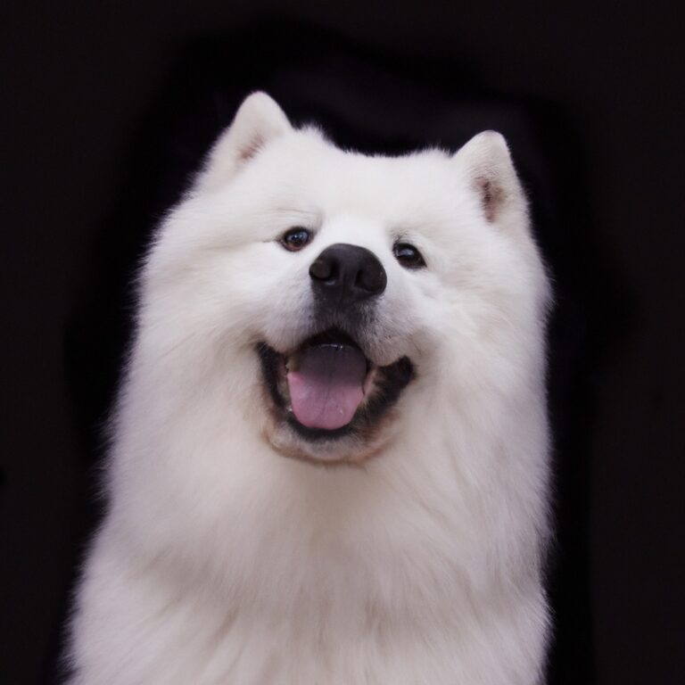 Can Samoyeds Be Trained For Competitive Flyball?