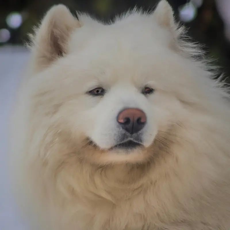 Samoyed grooming essentials: brushes, comb, scissors.