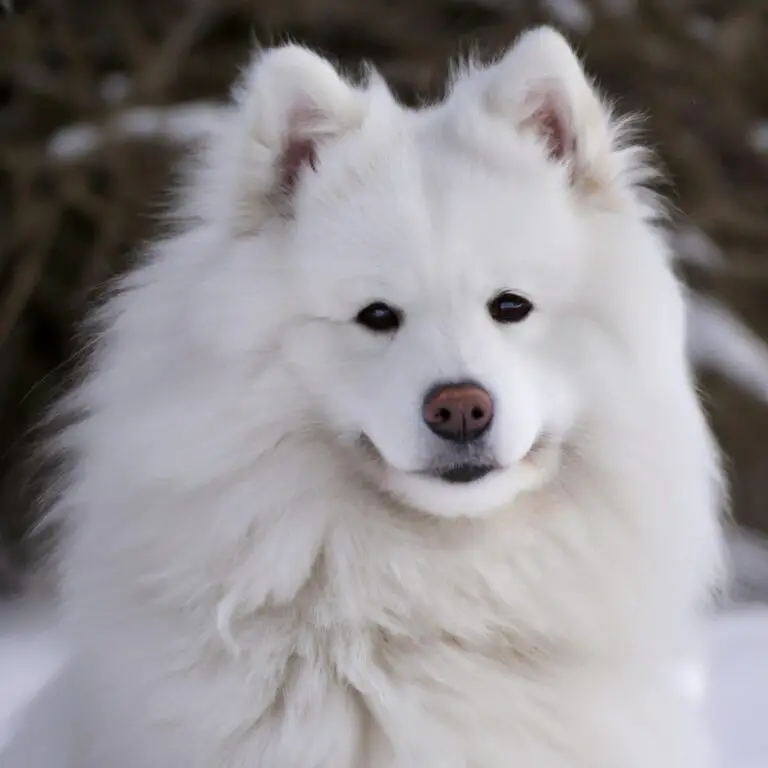 Samoyed Grooming Tools To Invest In: Simplify Your Dog’s Beauty Routine!