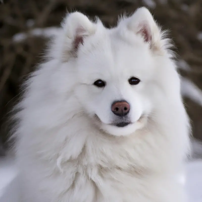 Samoyed grooming kit: essentials