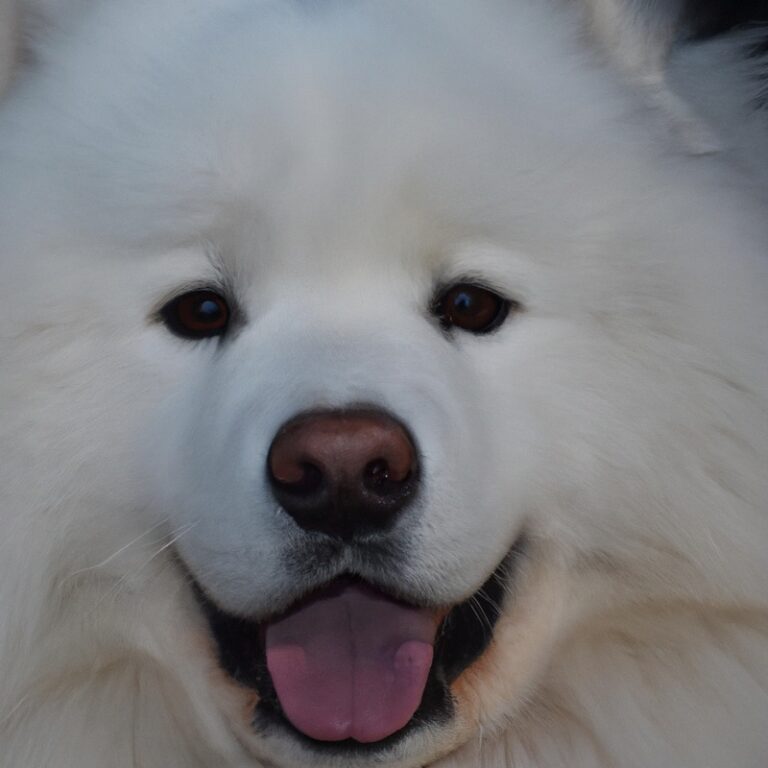 What Are The Grooming Tools Needed For a Samoyed?