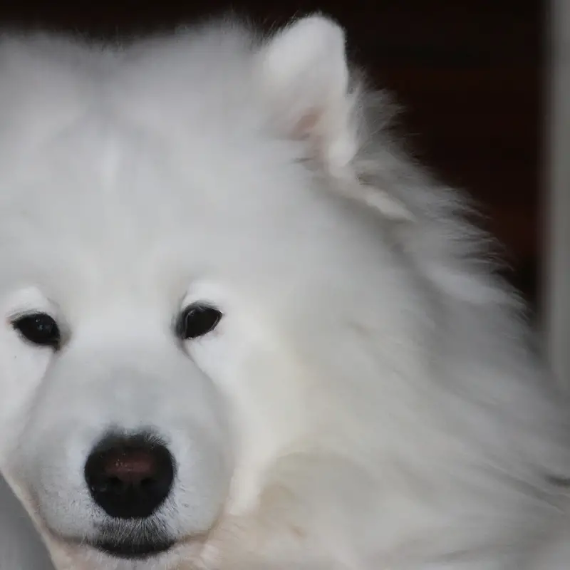 Samoyed grooming tools: brush, comb, scissors.