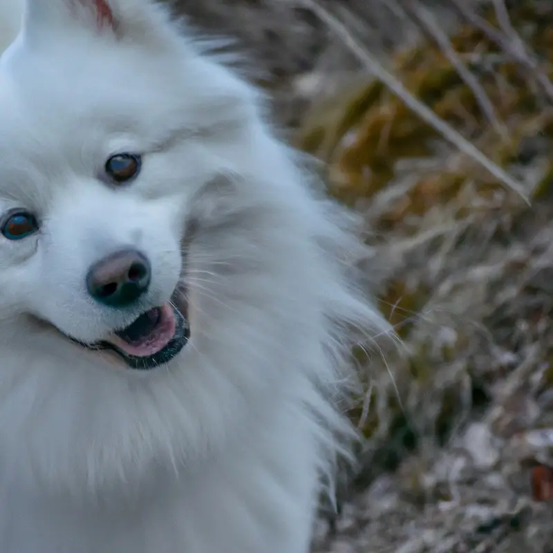 Samoyed grooming tools: brush, comb, scissors