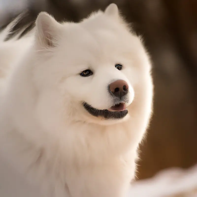 Samoyed in Flyball