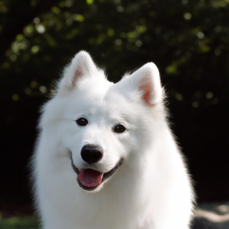 Can Samoyeds Be Trained For Competitive Obedience?