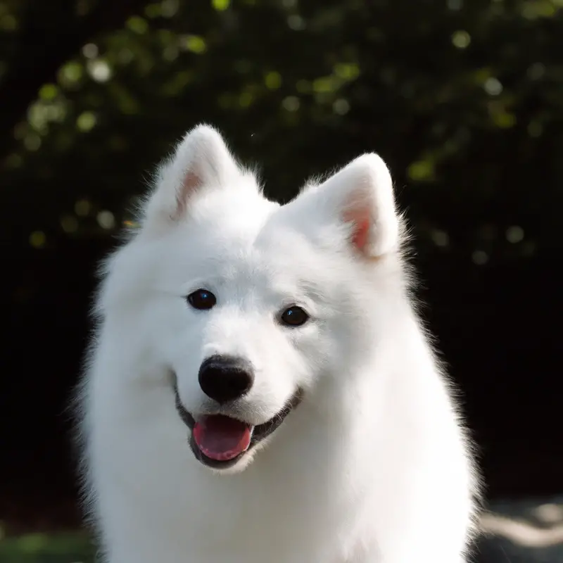 Samoyed in Obedience Competition