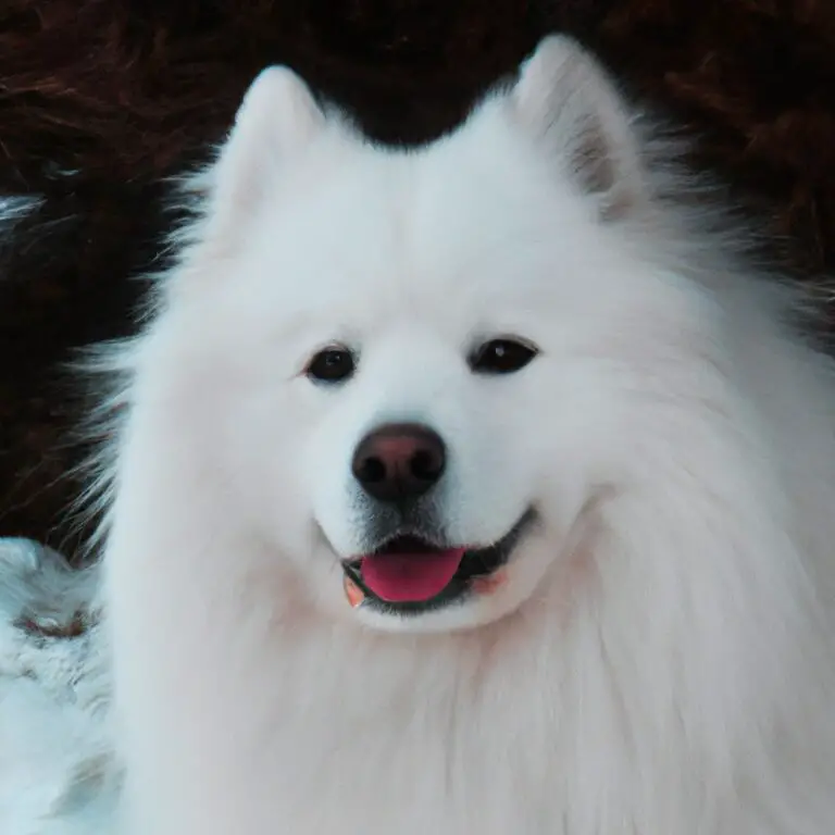 Suitable Exercise For a Rainy Day For Your Samoyed – Keep them Active and Happy!