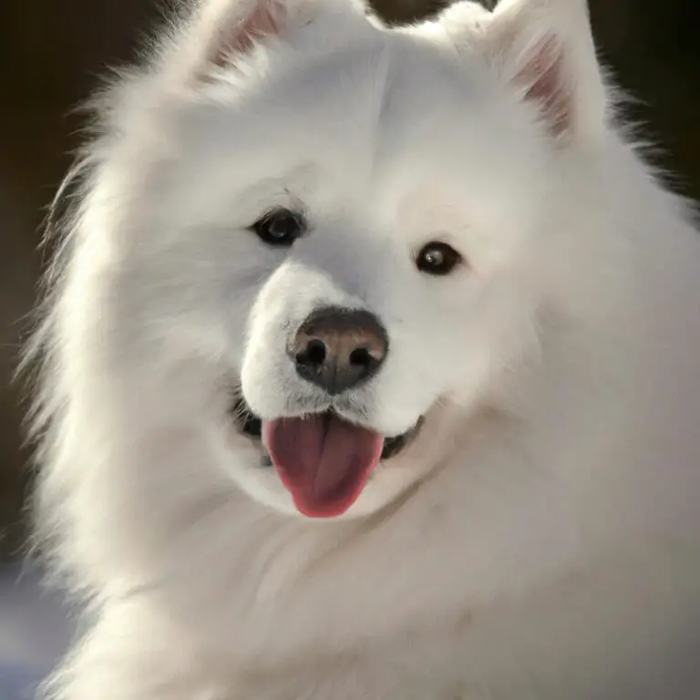 How Much Exercise Does a Samoyed Need?