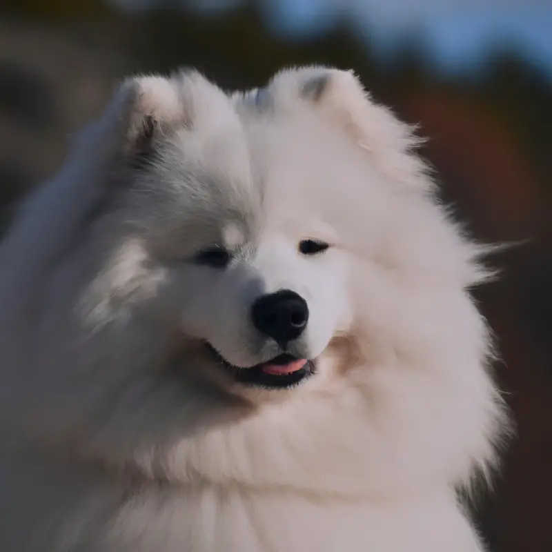 Samoyed puppy adoption age