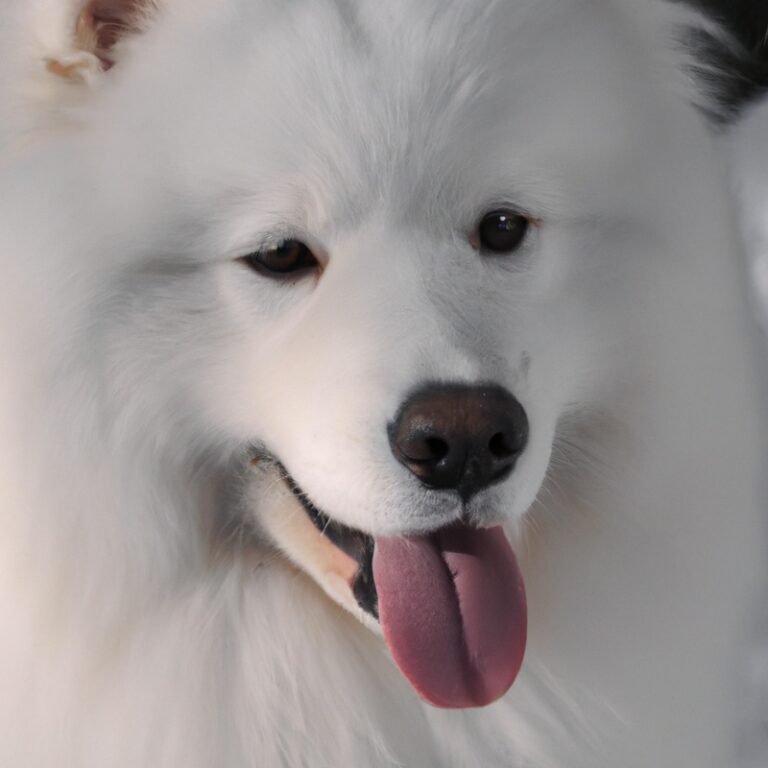 Can Samoyeds Be Trained For Dog Shows?